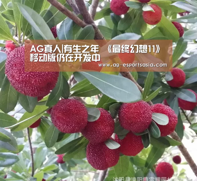 AG真人|有生之年 《最终幻想11》移动版仍在开发中(图1) AG真人